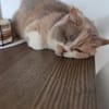 Minni Maus sucht liebevolles Zuhause