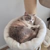 Minni Maus sucht liebevolles Zuhause