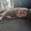 Minni Maus sucht liebevolles Zuhause