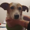 Ruhige kleine Hundedame Latka