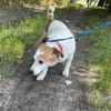 Ruhige kleine Hundedame Latka