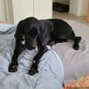 Traumhund sucht Dich