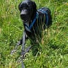 Traumhund sucht Dich