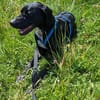 Traumhund sucht Dich