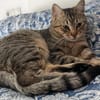 Pachi Verschmuster Tiger sucht Familie