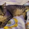 Pachi Verschmuster Tiger sucht Familie