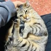 Pachi Verschmuster Tiger sucht Familie
