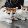 Copper & Monchi Verspieltes Dreamteam