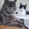 Tiki & Sophie Dreamteam sucht Familie