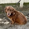 Fussel, lieber Hund sucht neues Zuhause