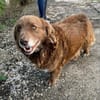Fussel, lieber Hund sucht neues Zuhause