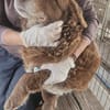Fussel, lieber Hund sucht neues Zuhause
