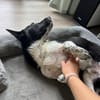 Toller ZIGGY wartet in Hattingen (Ruhr)!