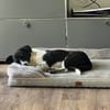 Toller ZIGGY wartet in Hattingen (Ruhr)!