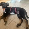 Chasper - junger Hundebub sucht ein liebevolles Zuhause