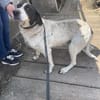 Dalia, Hunde-Omi sucht neues Zuhause