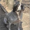 Dalia, Hunde-Omi sucht neues Zuhause