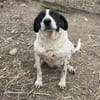 Dalia, Hunde-Omi sucht neues Zuhause