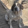 Dalia, Hunde-Omi sucht neues Zuhause