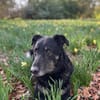 Mowgli - Treuer Schatten