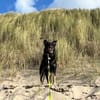 Mowgli - Treuer Schatten