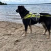 Mowgli - Treuer Schatten