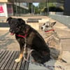 Mowgli - Treuer Schatten