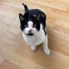 Azrael aus dem Tierschutz