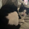 Azrael aus dem Tierschutz