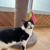 Azrael aus dem Tierschutz