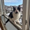 Azrael aus dem Tierschutz