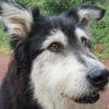 Ciccio-wartet auf Pflegestelle in Berlin