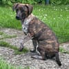 Romy sucht ihren Kuschelplatz
