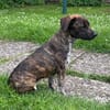 Romy sucht ihren Kuschelplatz