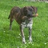 Romy sucht ihren Kuschelplatz