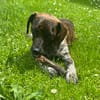 Romy sucht ihren Kuschelplatz