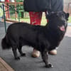 Nero, Junghund sucht neue Familie