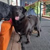 Nero, Junghund sucht neue Familie