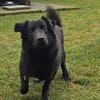 Nero, Junghund sucht neue Familie