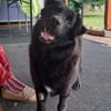 Nero, Junghund sucht neue Familie