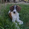 Campino, fröhlicher Mischlingswelpe