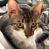 Pandi  verschmuster junger Kater sucht