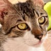 Pandi  verschmuster junger Kater sucht