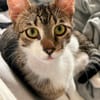 Pandi  verschmuster junger Kater sucht