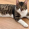 Pandi  verschmuster junger Kater sucht