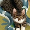 Pandi  verschmuster junger Kater sucht