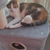 Luna W~ 1,5 Jahre sucht ihren Menschen