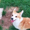 Emma, Welsh Corgi Pembroke Hündin