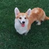 Emma, Welsh Corgi Pembroke Hündin