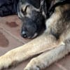 Tomi, freundl. junger Rüde sucht Zuhause